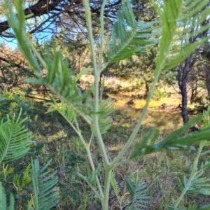 Acacia mearnsii at Isaacs Ridge and Nearby - 2 Apr 2024