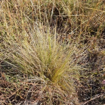 Nassella trichotoma (Serrated Tussock) at Isaacs, ACT - 2 Apr 2024 by Mike