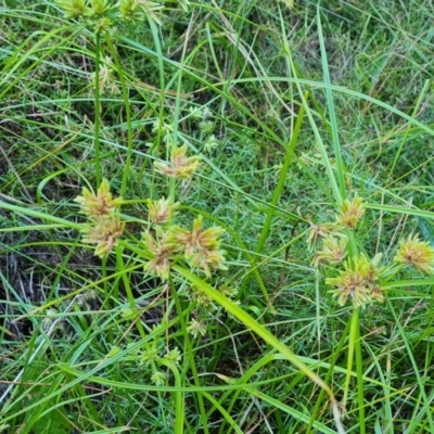 Cyperus eragrostis (Umbrella Sedge) at Isaacs Ridge and Nearby - 2 Apr 2024 by Mike