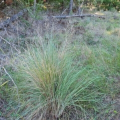 Eragrostis curvula (African Lovegrass) at Isaacs, ACT - 2 Apr 2024 by Mike