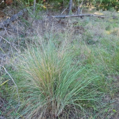 Eragrostis curvula (African Lovegrass) at Isaacs, ACT - 2 Apr 2024 by Mike