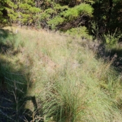 Eragrostis curvula at Isaacs Ridge and Nearby - 2 Apr 2024