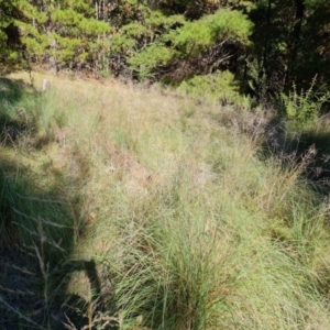 Eragrostis curvula at Isaacs Ridge and Nearby - 2 Apr 2024 04:01 PM