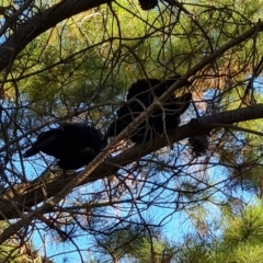 Corcorax melanorhamphos (White-winged Chough) at Isaacs Ridge and Nearby - 2 Apr 2024 by Mike