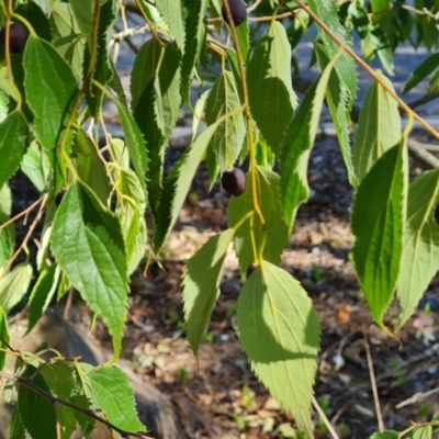 Celtis australis (Nettle Tree) at Isaacs Ridge and Nearby - 2 Apr 2024 by Mike