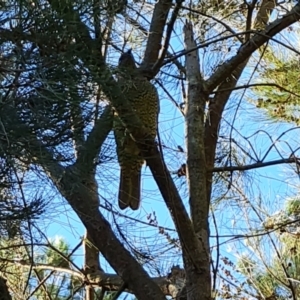 Ptilonorhynchus violaceus at Isaacs, ACT - 2 Apr 2024