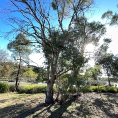 Eucalyptus mannifera (Brittle Gum) at Russell, ACT - 2 Apr 2024 by Hejor1