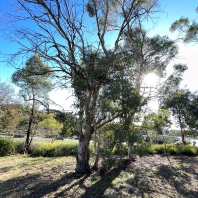Eucalyptus mannifera (Brittle Gum) at Russell, ACT - 2 Apr 2024 by Hejor1