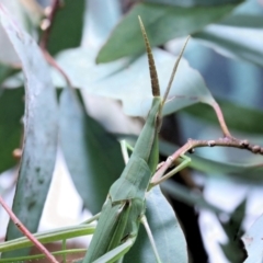 Acrida conica at Moncrieff, ACT - suppressed