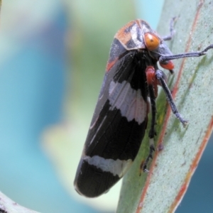 Eurymeloides punctata at Moncrieff, ACT - 13 Apr 2022 03:45 PM