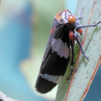 Eurymeloides punctata (Gumtree hopper) at Moncrieff, ACT - 13 Apr 2022 by smithga