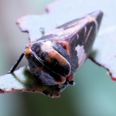 Eurymeloides punctata at Moncrieff, ACT - 13 Apr 2022