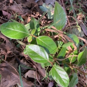 Viburnum tinus at Mount Majura - 1 Apr 2024