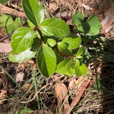 Viburnum tinus (Laurustinus) at Mount Majura - 1 Apr 2024 by waltraud