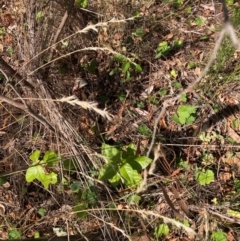 Viburnum tinus at Mount Majura - 1 Apr 2024 02:31 PM