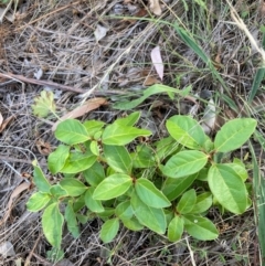 Viburnum tinus (Laurustinus) at Watson, ACT - 1 Apr 2024 by waltraud