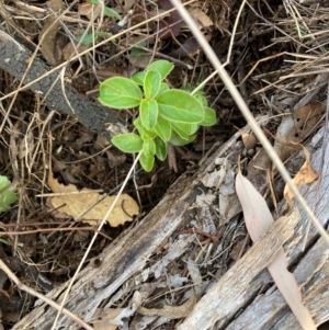 Viburnum tinus at Mount Majura - 1 Apr 2024 03:53 PM