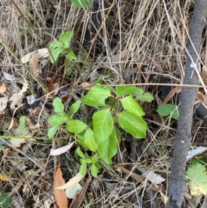 Viburnum tinus at Mount Majura - 1 Apr 2024