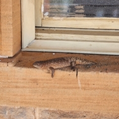 Unidentified Reptile and Frog at Quilpie, QLD - 2 Apr 2024 by TestAccount10
