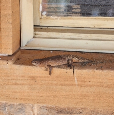 Unidentified Reptile and Frog at Quilpie, QLD - 2 Apr 2024 by TestAccount10