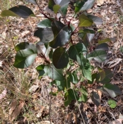 Pyrus calleryana (Callery Pear) at Mount Majura - 1 Apr 2024 by waltraud