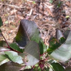 Pyrus calleryana at Mount Majura - 1 Apr 2024 02:36 PM