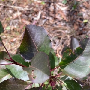 Pyrus calleryana at Mount Majura - 1 Apr 2024