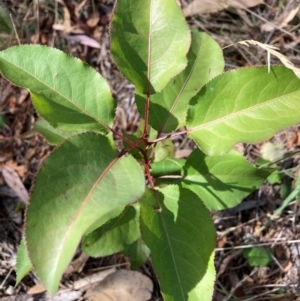 Pyrus calleryana at Mount Majura - 1 Apr 2024