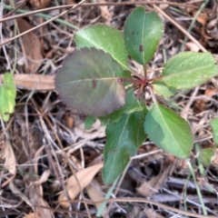 Pyrus calleryana (Callery Pear) at Mount Majura - 1 Apr 2024 by waltraud