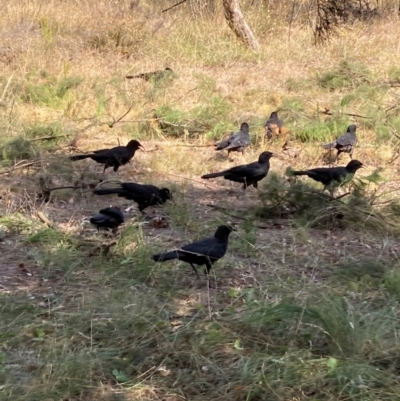 Corcorax melanorhamphos (White-winged Chough) at Mount Majura - 1 Apr 2024 by waltraud