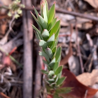 Styphelia triflora (Five-corners) at Watson, ACT - 1 Apr 2024 by waltraud
