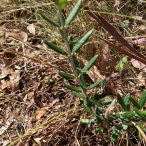 Olea europaea subsp. cuspidata at Mount Majura - 1 Apr 2024 03:07 PM