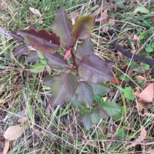 Pyrus calleryana at Mount Majura - 1 Apr 2024 04:56 PM