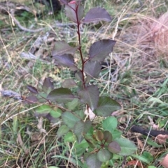 Pyrus calleryana at Mount Majura - 1 Apr 2024 04:56 PM