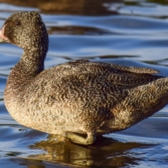 Stictonetta naevosa (Freckled Duck) at Ocean Grove, VIC - 11 Mar 2018 by Petesteamer