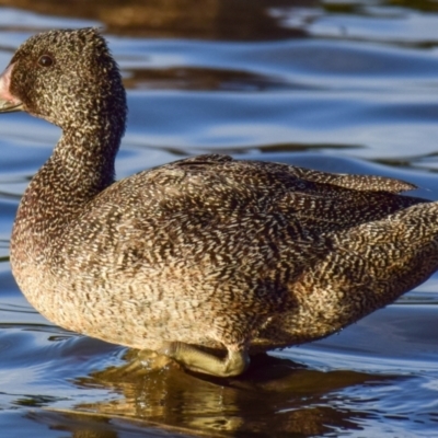 Stictonetta naevosa (Freckled Duck) at Ocean Grove, VIC - 10 Mar 2018 by Petesteamer