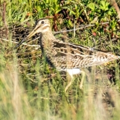 Gallinago hardwickii (Latham's Snipe) at Ocean Grove, VIC - 26 Sep 2018 by Petesteamer