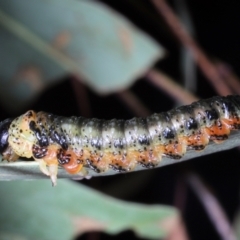 Pterygophorus sp. (genus) at Moncrieff, ACT - 2 Apr 2022 by smithga