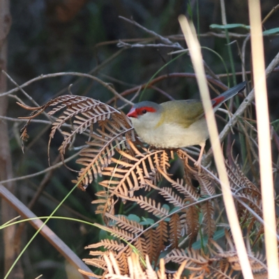 Neochmia temporalis (Red-browed Finch) at Tomaree National Park - 1 Apr 2024 by Trevor