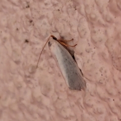 Xylorycta (genus) (A concealer moth) at Watson, ACT - 1 Apr 2024 by AniseStar