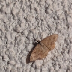 Scopula rubraria at Watson, ACT - 2 Apr 2024