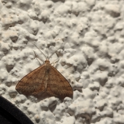 Scopula rubraria (Reddish Wave, Plantain Moth) at Watson, ACT - 1 Apr 2024 by AniseStar