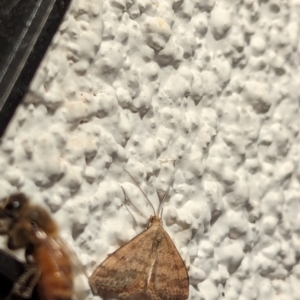 Scopula rubraria at Watson, ACT - 2 Apr 2024