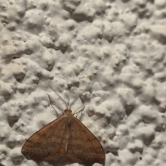 Scopula rubraria at Watson, ACT - 2 Apr 2024