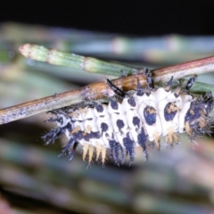 Diomus notescens at Amaroo, ACT - 8 Apr 2022 01:53 PM