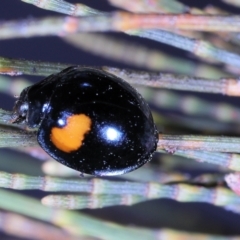 Diomus notescens at Amaroo, ACT - 8 Apr 2022 01:53 PM