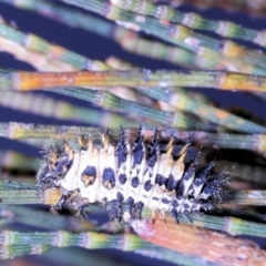 Diomus notescens at Amaroo, ACT - 8 Apr 2022 01:53 PM