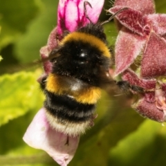 Bombus terrestris (Buff-tailed bumblebee, Large earth bumblebee) at Tullah, TAS - 13 Feb 2024 by AlisonMilton