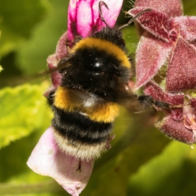 Bombus terrestris (Buff-tailed bumblebee, Large earth bumblebee) at Tullah, TAS - 13 Feb 2024 by AlisonMilton