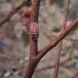 Monophlebulus sp. (genus) at QPRC LGA - 2 Apr 2024